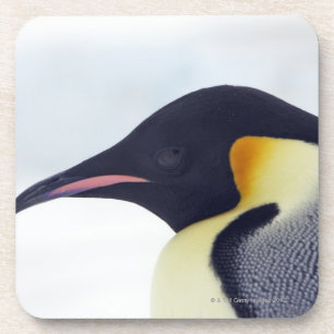 Emperor Penguin, Snow hill island, Weddel Sea Coaster