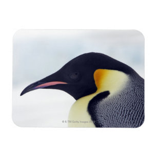 Emperor Penguin, Snow hill island, Weddel Sea Magnet