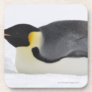Emperor Penguin, Snow Hill Island, Weddell Sea, Coaster
