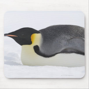 Emperor Penguin, Snow Hill Island, Weddell Sea, Mouse Pad