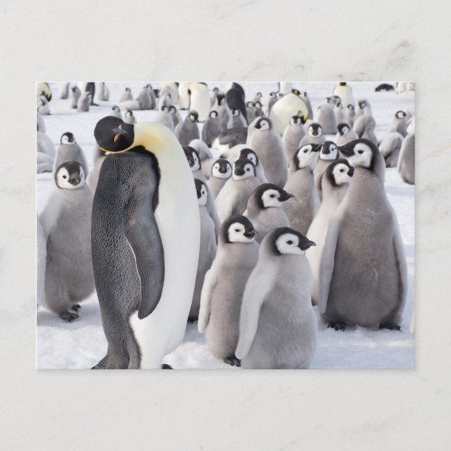 Emperor Penguin with Chicks postcard (Front)