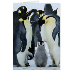 Emperor penguins