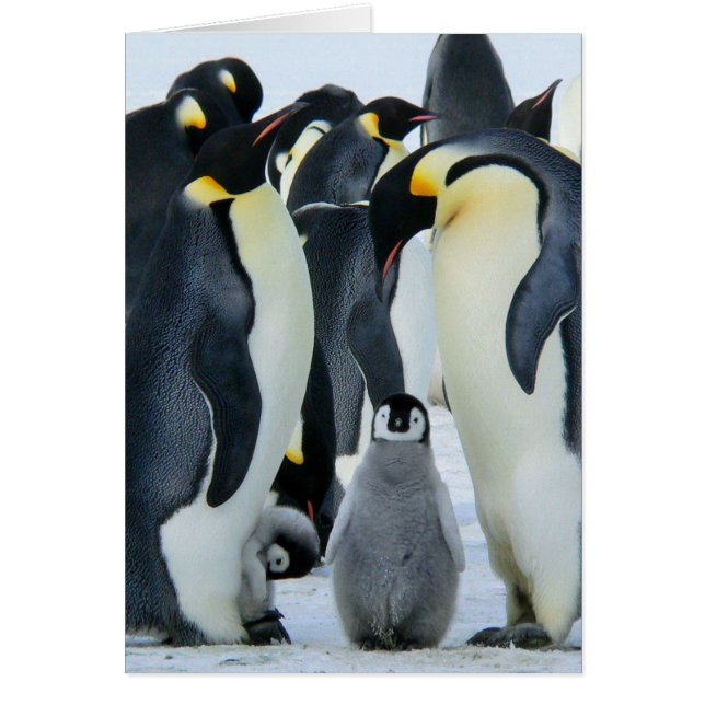 Emperor penguins (Front)