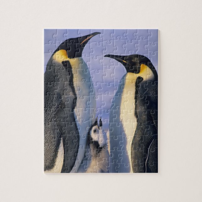 Emperor Penguins (Aptenodytes forsteri) Adults Jigsaw Puzzle (Vertical)