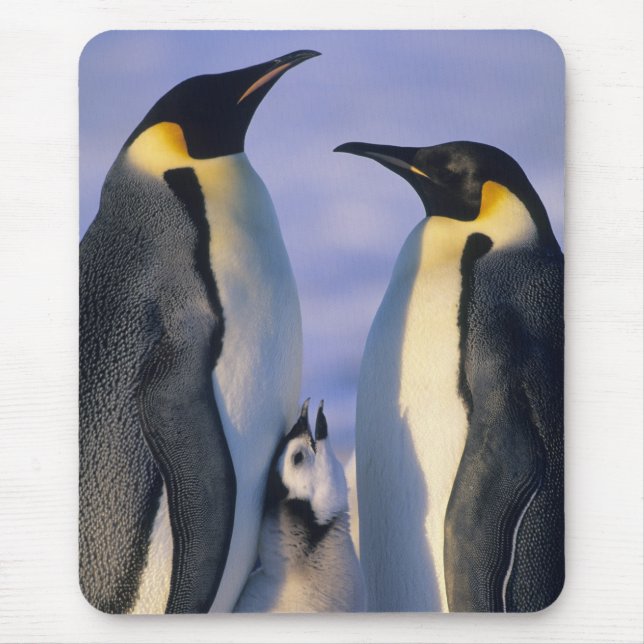 Emperor Penguins (Aptenodytes forsteri) Adults Mouse Pad (Front)