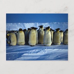 Emperor penguins by moonlight postcard