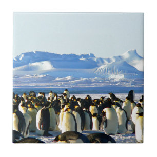 Emperor penguins ceramic tile