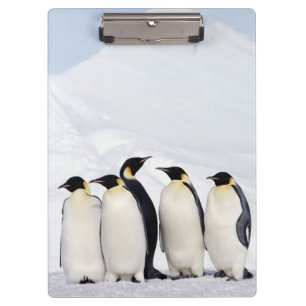 Emperor Penguins Clipboard