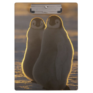 Emperor Penguins Clipboard