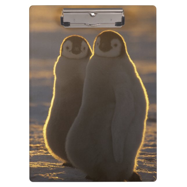 Emperor Penguins Clipboard (Front)