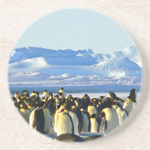 Emperor penguins coaster