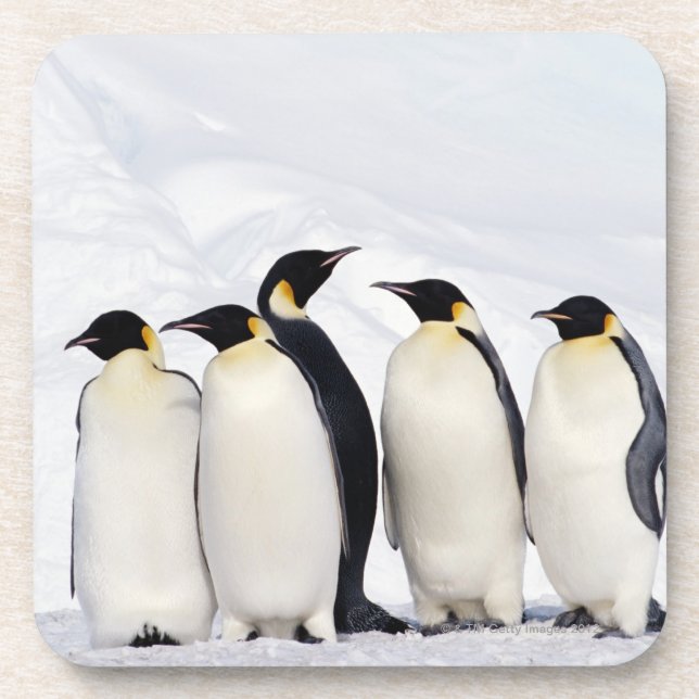 Emperor Penguins Coaster (Front)