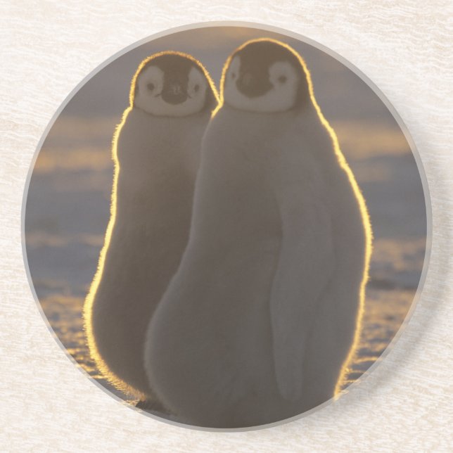 Emperor Penguins Coaster (Front)