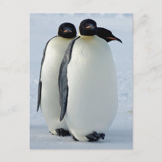 Emperor Penguins Huddled Postcard (Front)