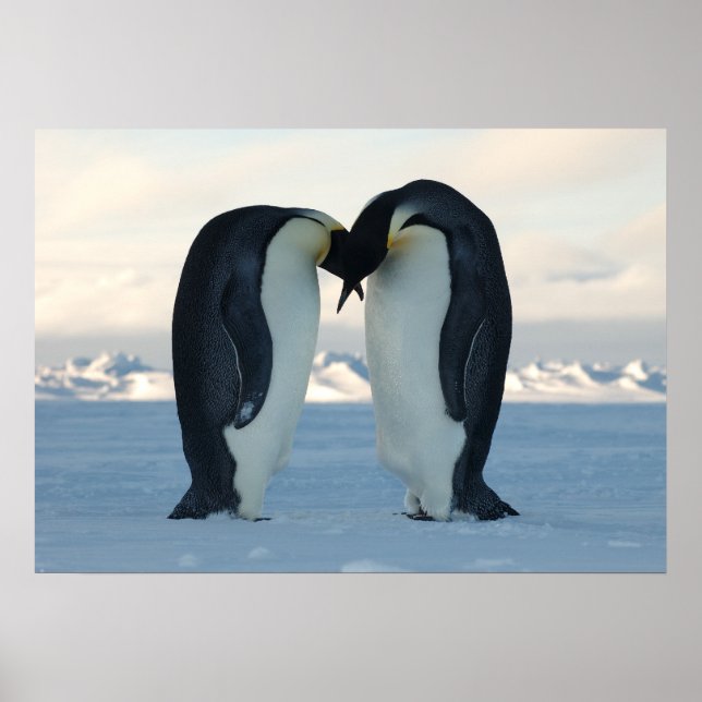 Emperor Penguins Kissing Poster (Front)