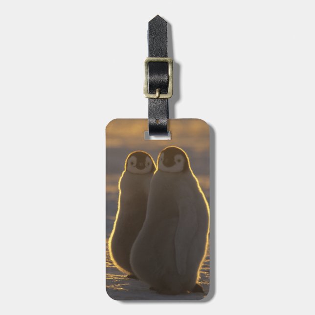 Emperor Penguins Luggage Tag (Front Vertical)