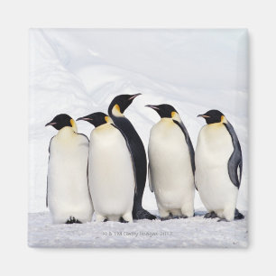Emperor Penguins Magnet