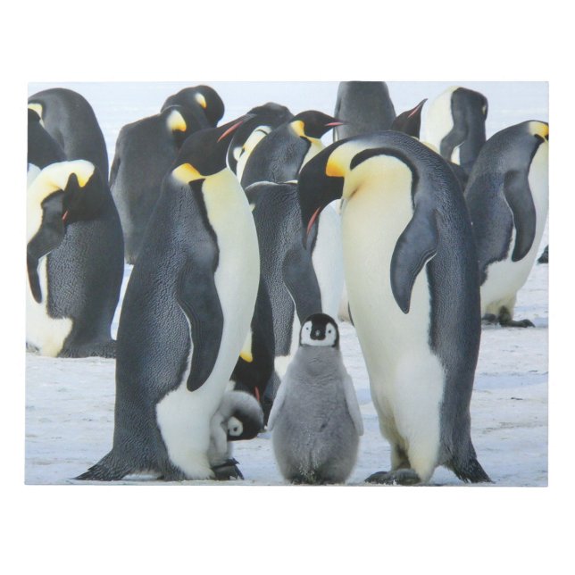 Emperor penguins notepad (Front)