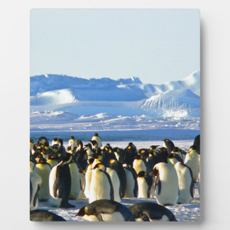 Emperor penguins plaque