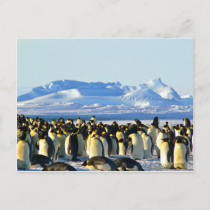 Emperor penguins postcard