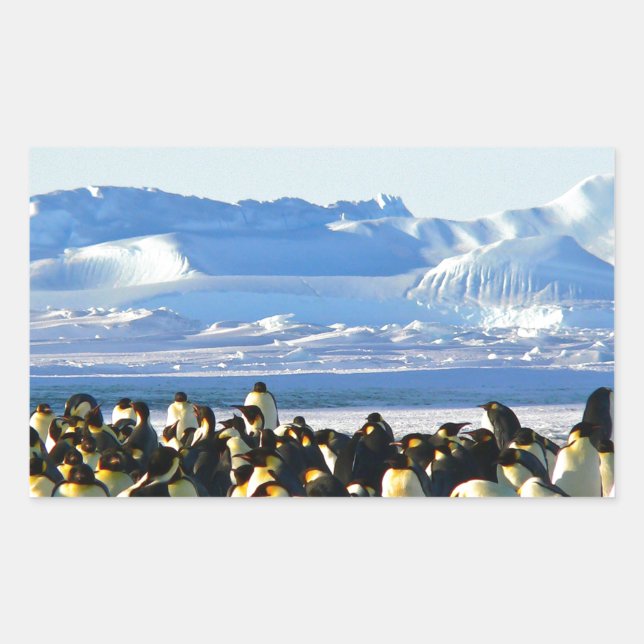 Emperor penguins rectangular sticker (Front)