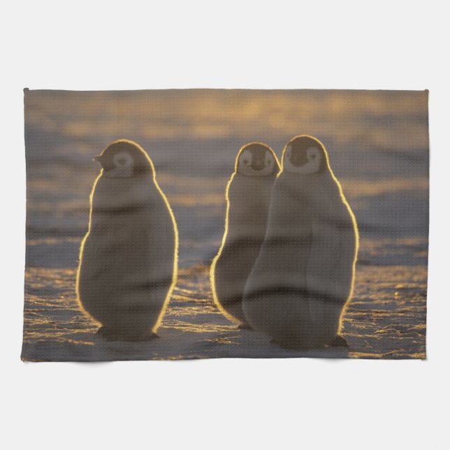 Emperor Penguins Tea Towel (Horizontal)