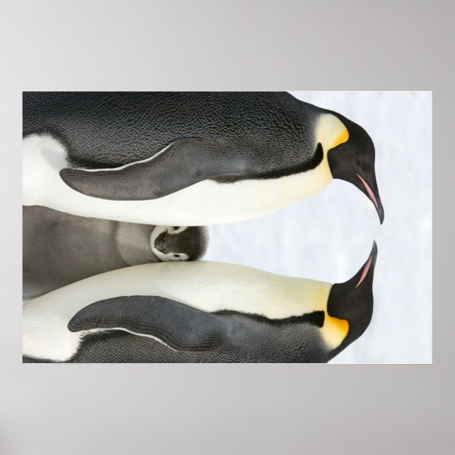 Emperor penguins with Chick poster (Front)