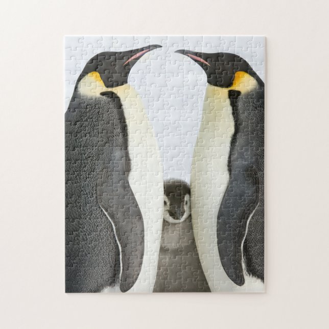 Emperor Penguins with Chick - puzzle (Vertical)