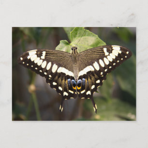 Emperor Swallowtail Butterfly Postcard