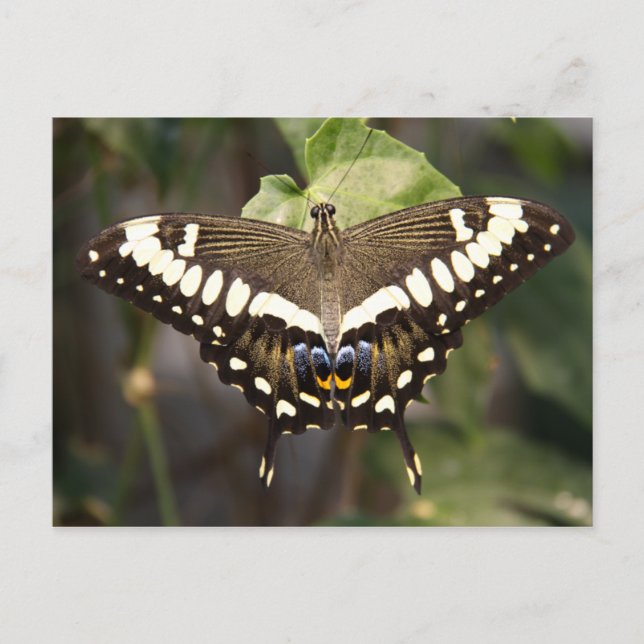 Emperor Swallowtail Butterfly Postcard (Front)