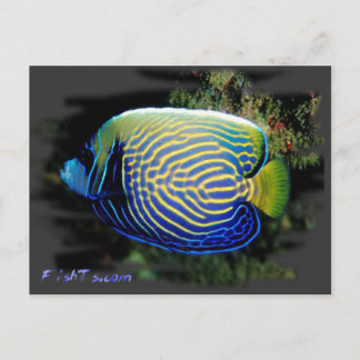 Emporer Angelfish Postcard