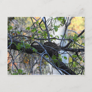 Empty Nest Postcard