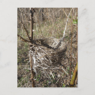 Empty Nest postcard