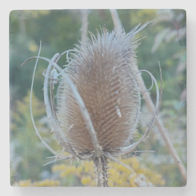 Empty Teasel Stone Coaster (Front)
