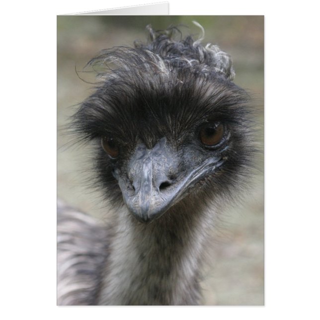 Emu (Front)