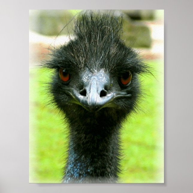 EMU BIRD PHOTO PORTRAIT POSTER (Front)