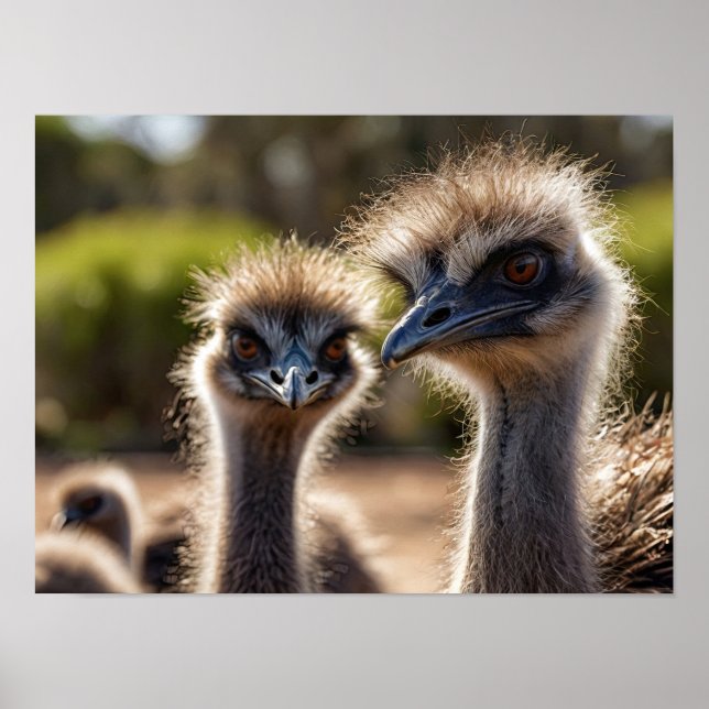 Emu Birds Poster (Front)