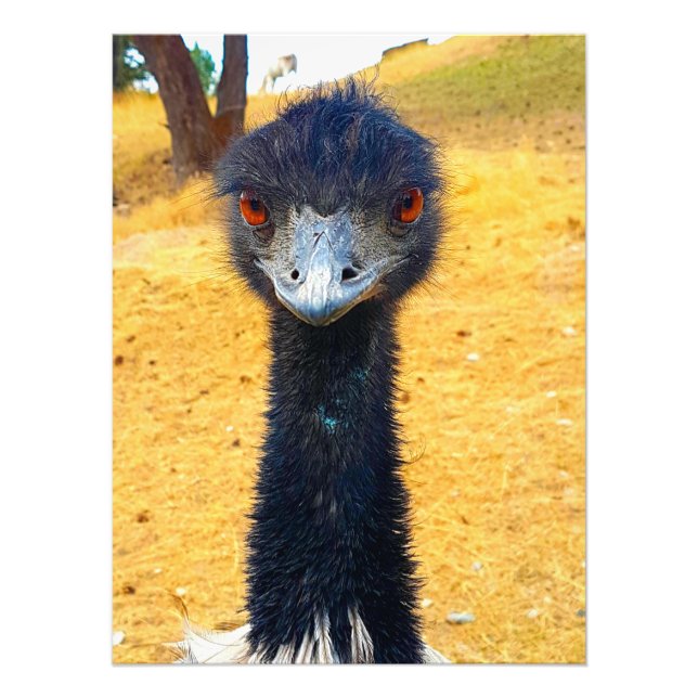 Emu Photo Print (Front)