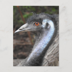 Emu Postcard