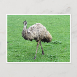 emu postcard