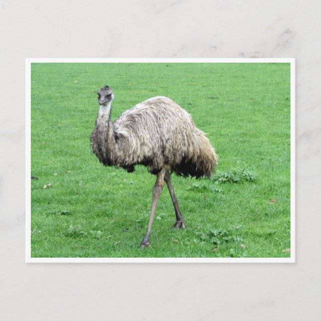 emu postcard (Front)