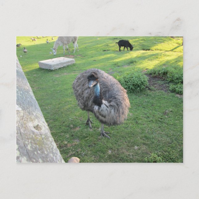 Emu Postcard (Front)