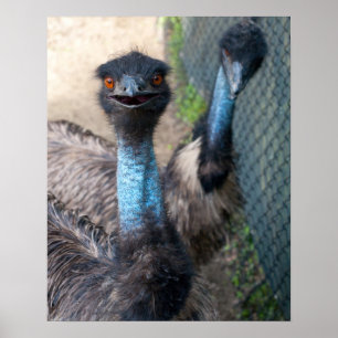 Emu Poster