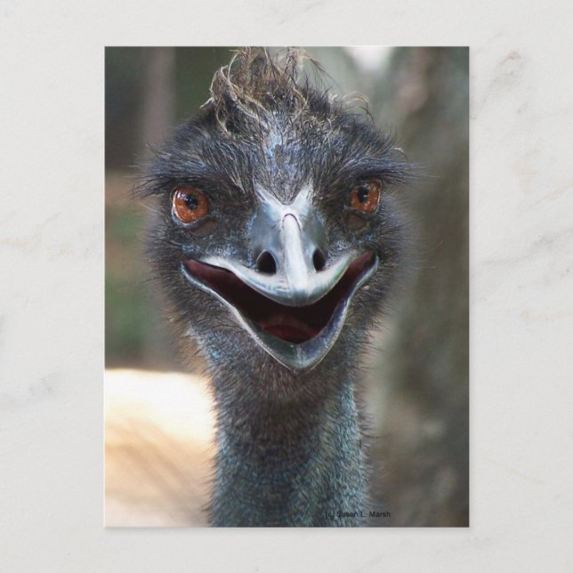 Emu saying HI! Open beak big brown eyes picture Postcard (Front)