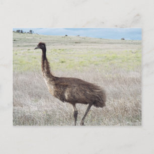 emu walk postcard