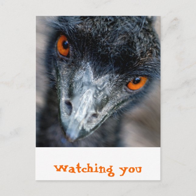 Emu watching postcard (Front)