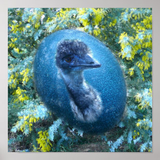 Emu  Wildlife Poster