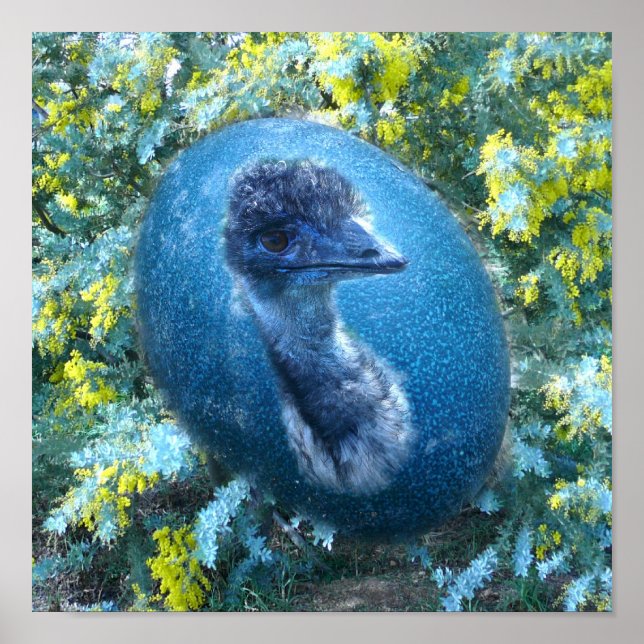 Emu  Wildlife Poster (Front)
