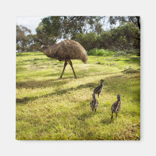 Emu With Chicks Neighbour Watch, Fridge Magnet
