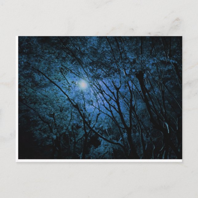 enchanted dark forest postcard (Front)